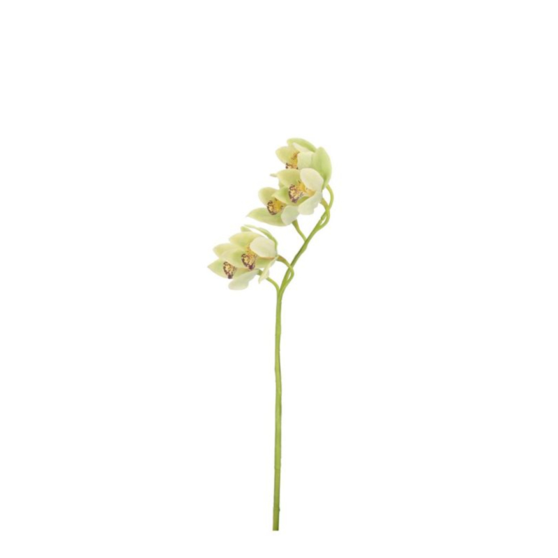 ORCHIDEA DYAN X5F VERDE H66CM