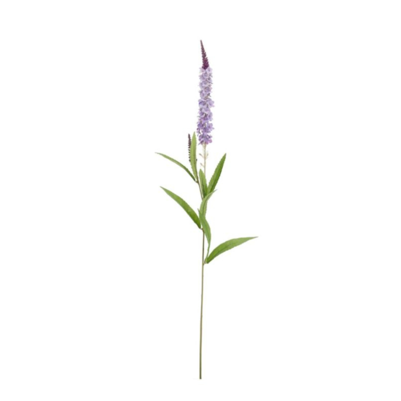 SALICARIA KATHRYN X1F+1B VIOLA H76CM