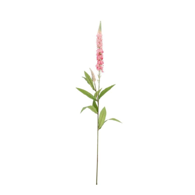 SALICARIA KATHRYN X1F+1B ROSA H76CM