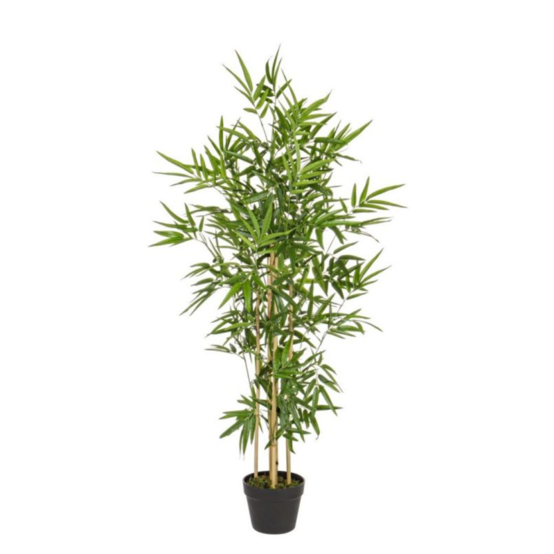 PFLANZE BAMBUS M-TOPF H130CM