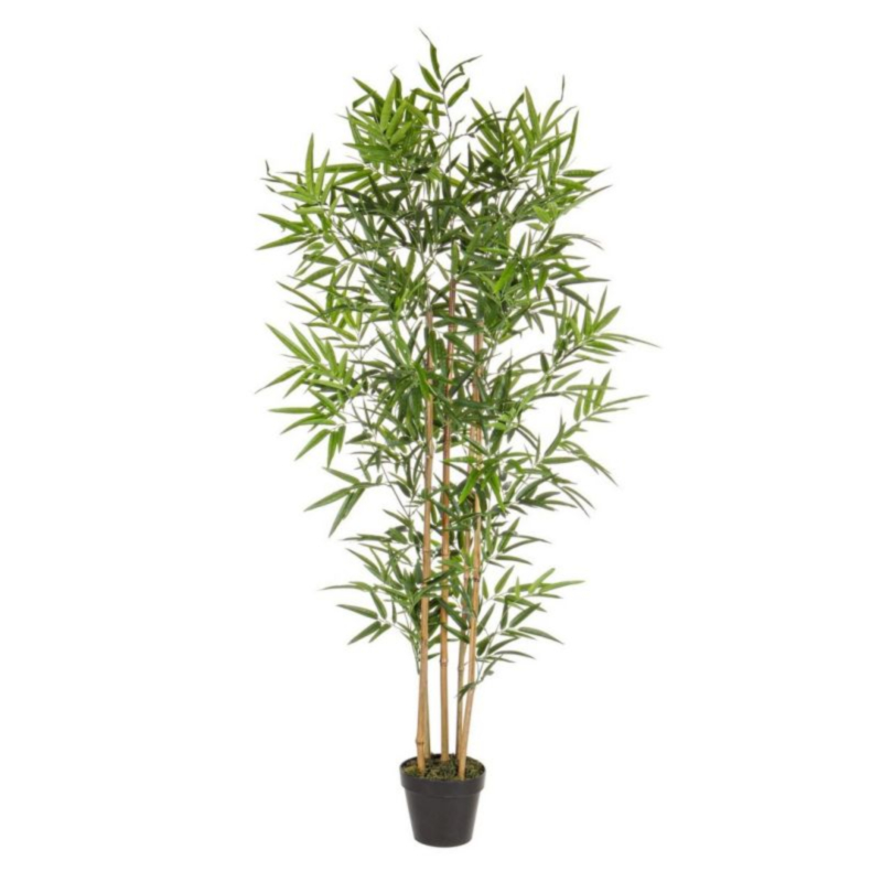 PFLANZE BAMBUS M-TOPF H155CM