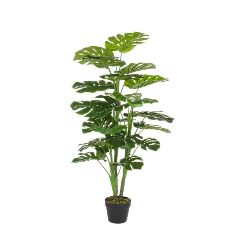 PFLANZE PHILODENDRON M-TOPF 23BLÄTTER H1