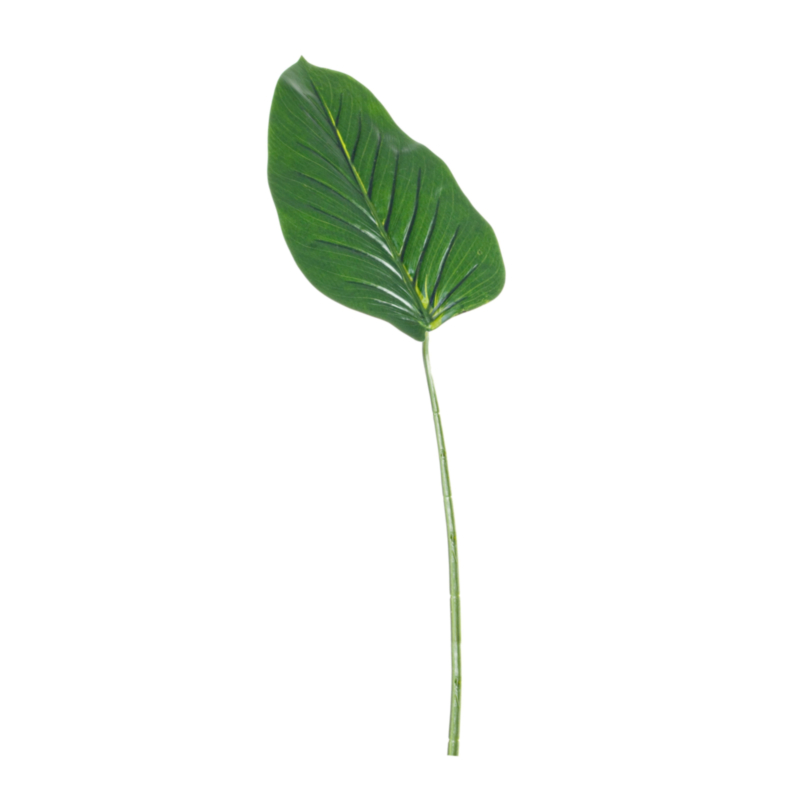 DIEFFENBACHIA GREEN LEAF H52CM