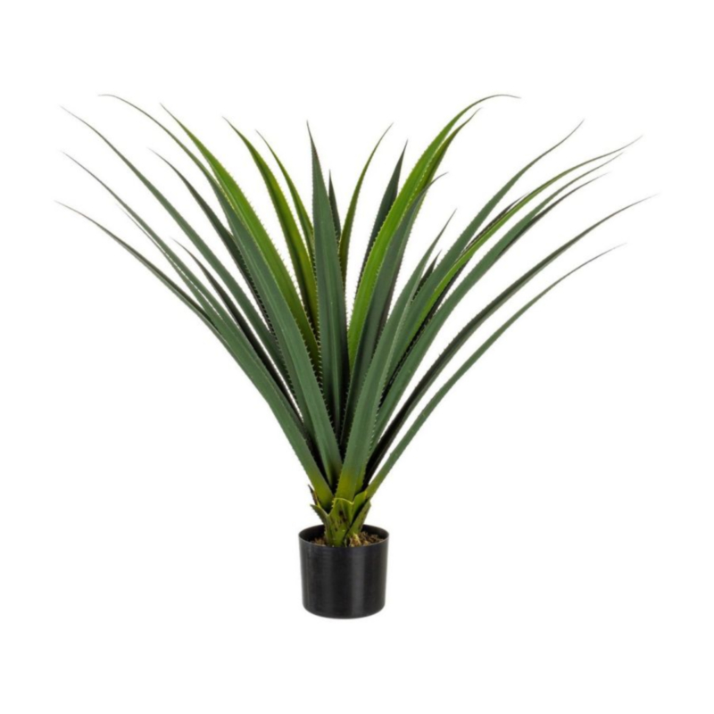 PIANTA RUSCACEAE C-VASO 28FOGLIE H90CM