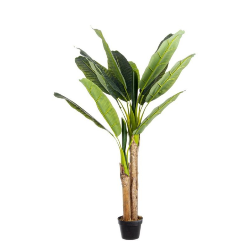 PIANTA BANANO C-VASO 14FOGLIE H135