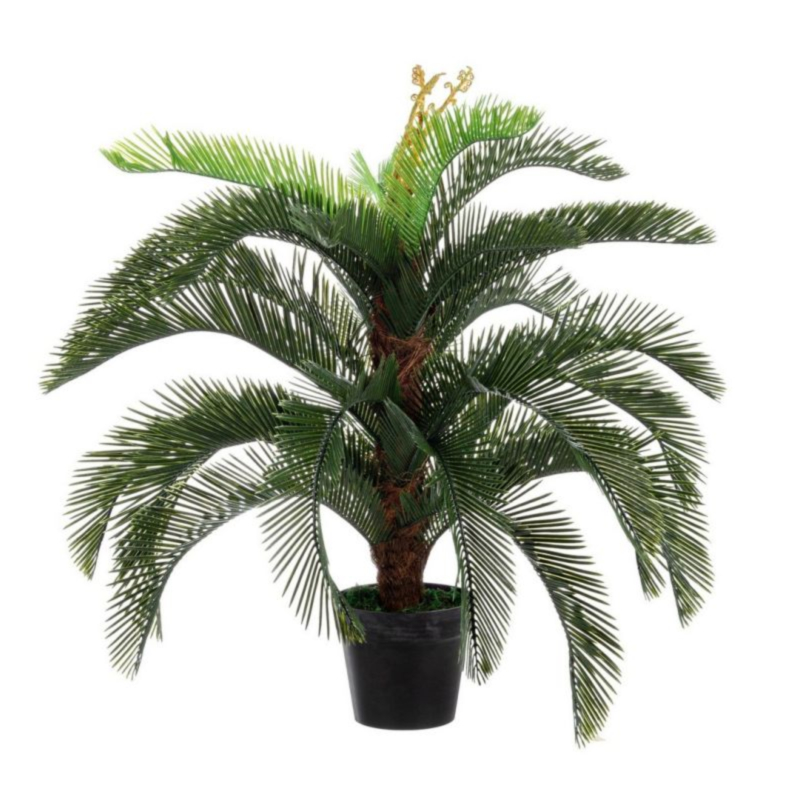 PIANTA PALMA CYCAS C-VASO 30FOGLIE H100