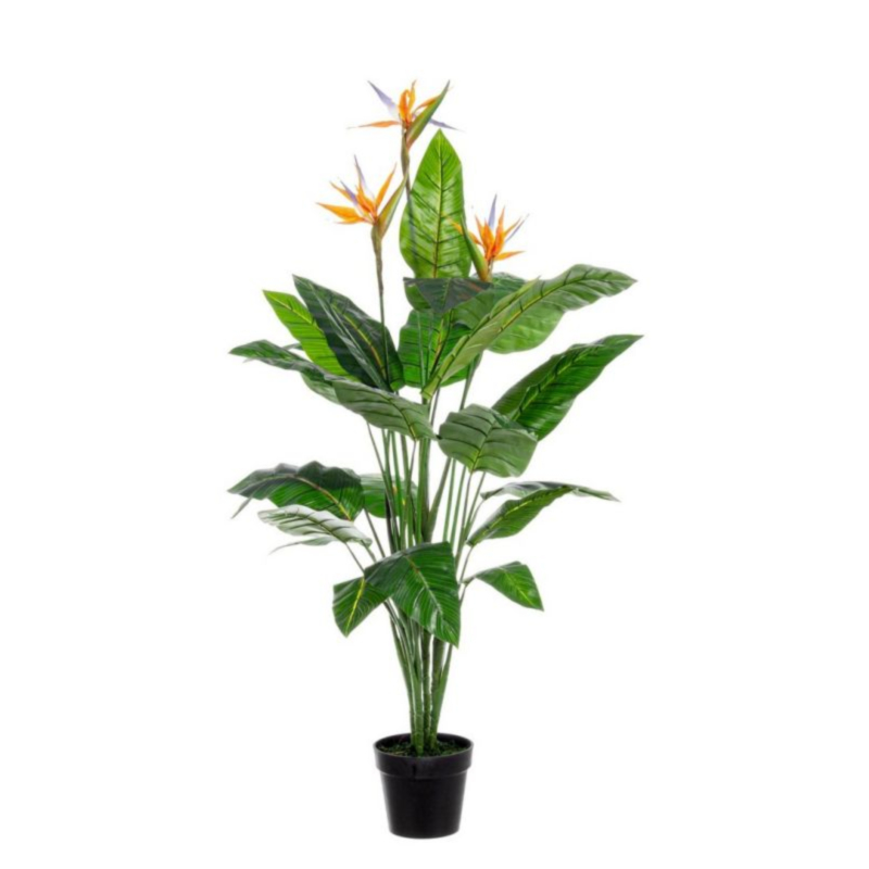 PIANTA STERLITZIA C-V 25FOGLIE X3F H150