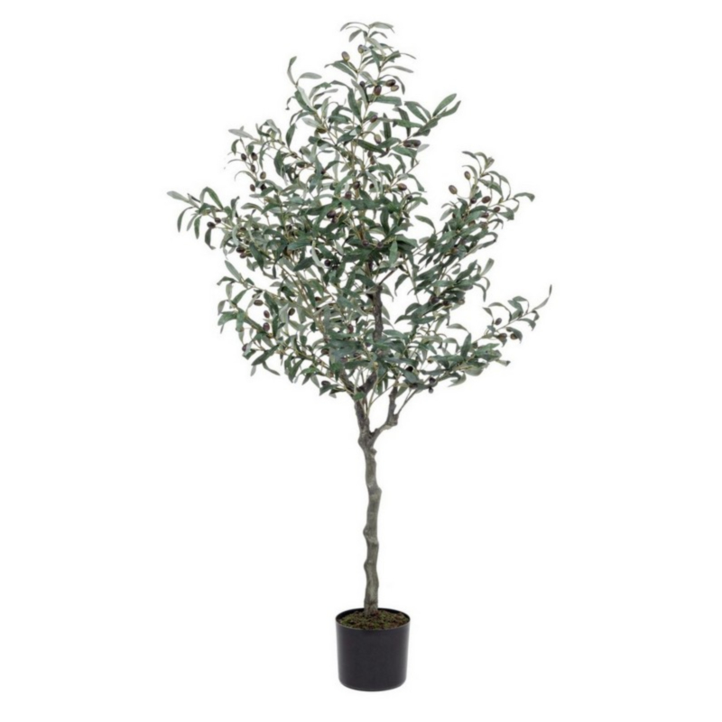 PIANTA ULIVO C-VASO 984FOGLIE H156