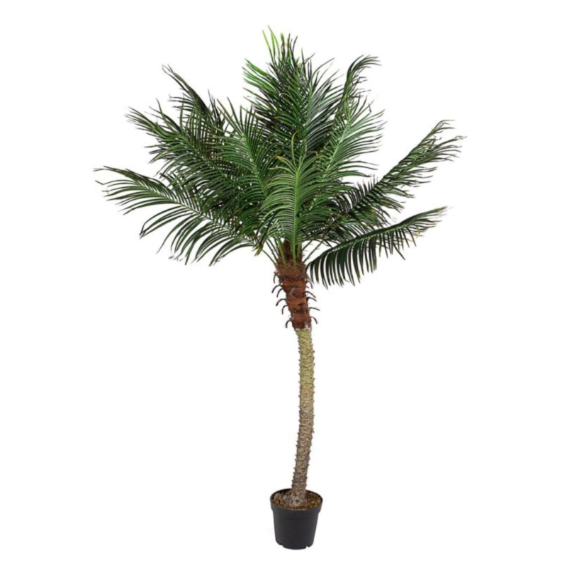 PIANTA PALMA C-VASO 18FOGLIE H210