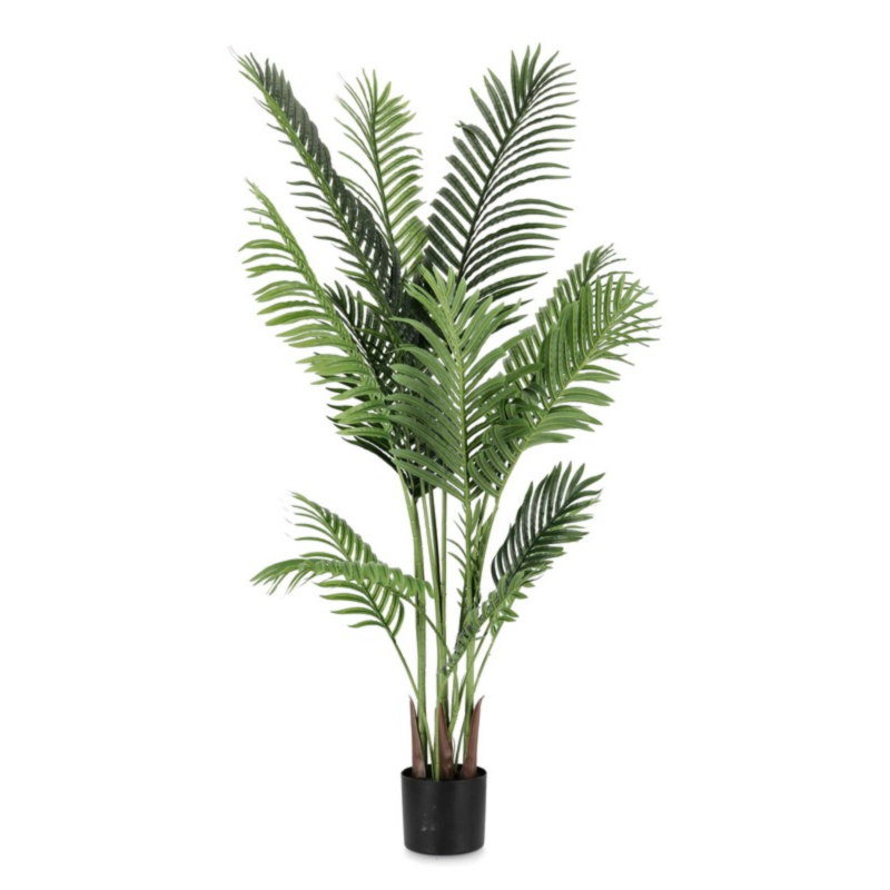 PIANTA KENZIA C-VASO 15FOGLIE H140