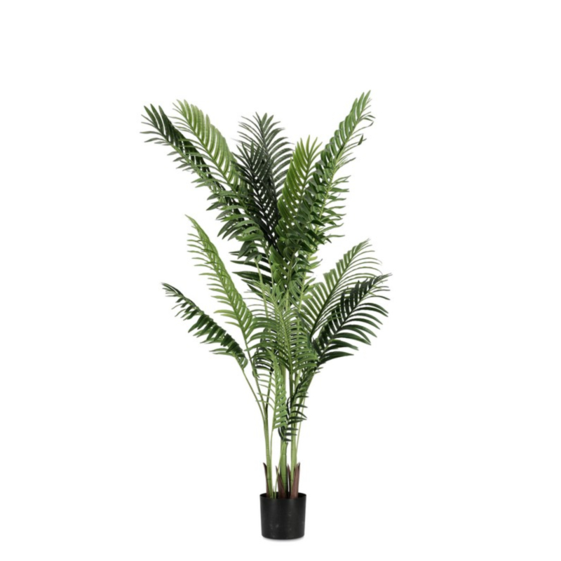 PIANTA KENZIA C-VASO 17FOGLIE H160
