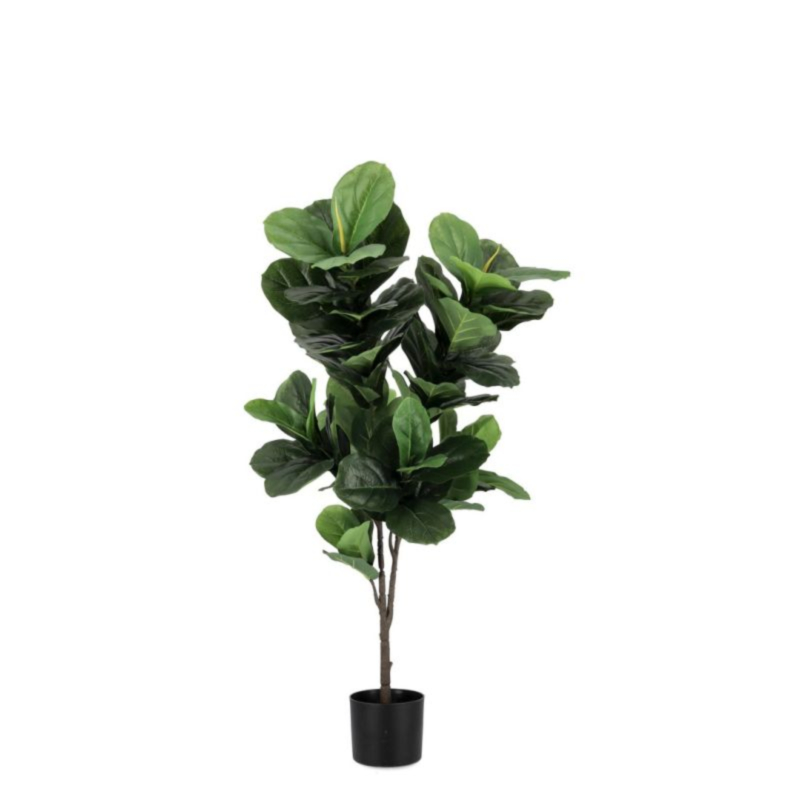 PIANTA FICUS LYRATA C-VASO 72FOGLIE H120