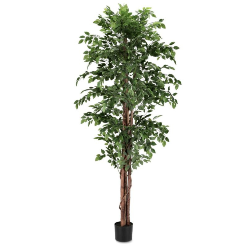 PIANTA BANYAN C-VASO 2480FOGLIE H210