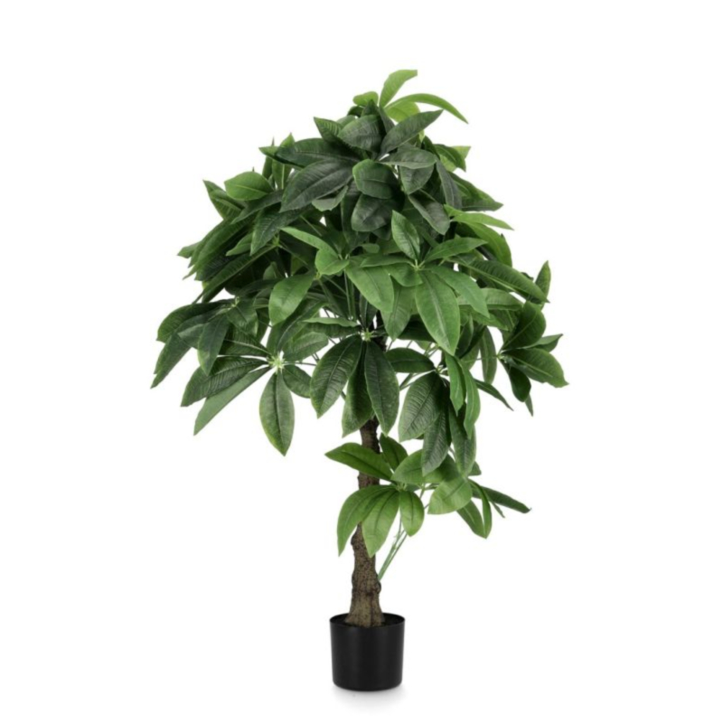 PIANTA PACHIRA AQUATICA C-VASO 280F H120