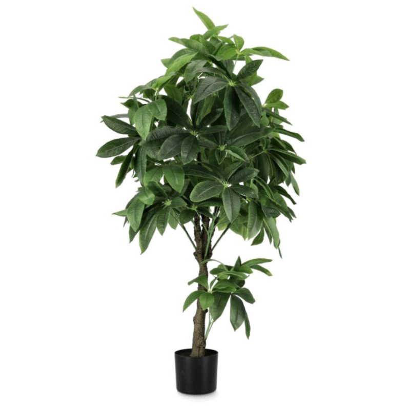 PIANTA PACHIRA AQUATICA C-VASO 360F H160