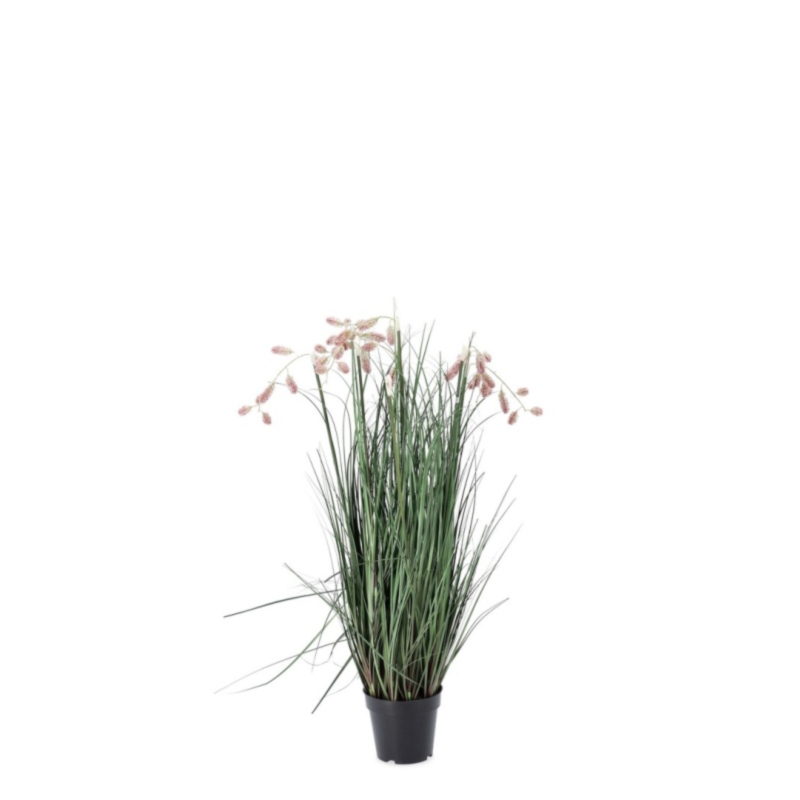 GREVILLEA PINK PLANT W-POT X5F H100