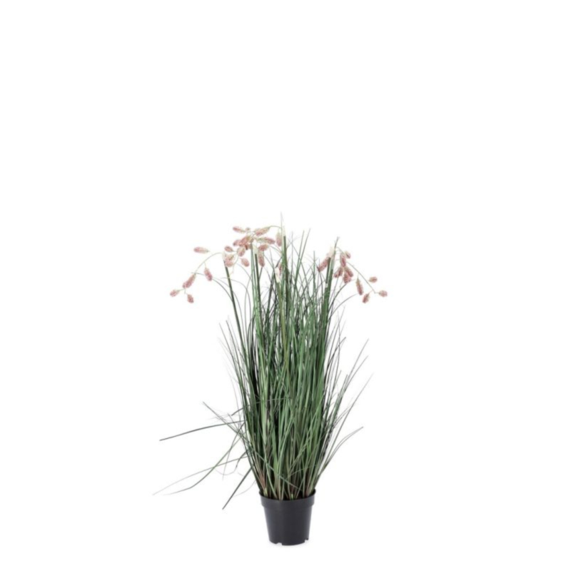 PIANTA GREVILLEA ROSA C-VASO X5F H100