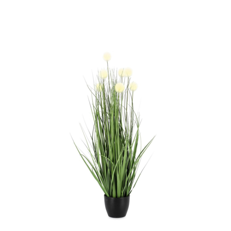 PIANTA ERIOPHORUM BIANCO C-VASO X7F H68