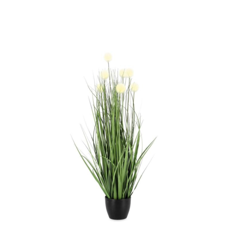 PIANTA ERIOPHORUM BIANCO C-VASO X7F H68