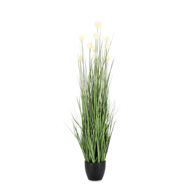 PIANTA ERIOPHORUM BIANC C-VASO X10F H110