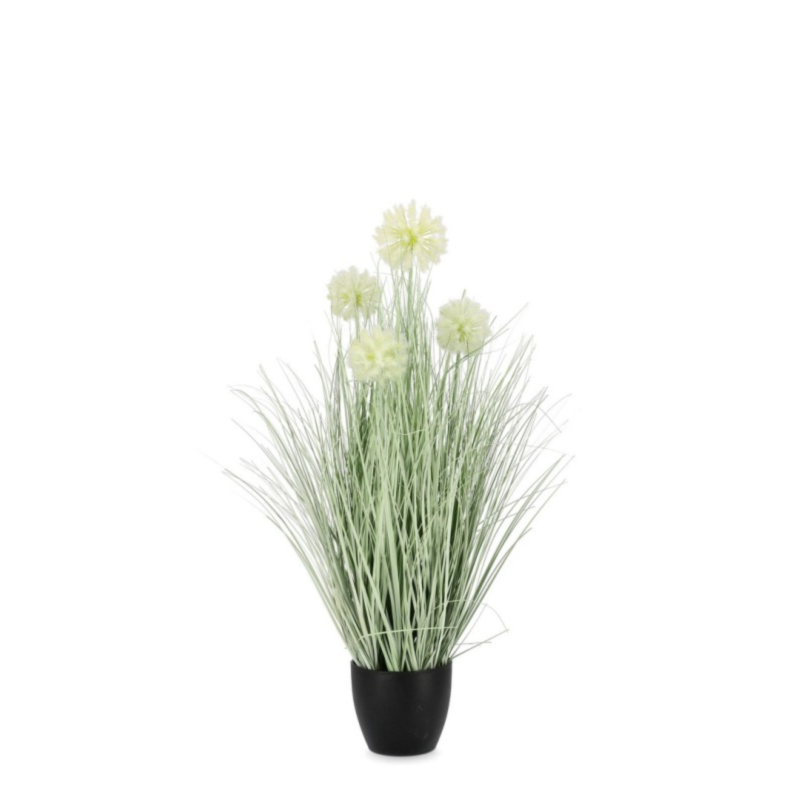 PLANTE CEBOLLA BLANC AC-VASE X4F H75