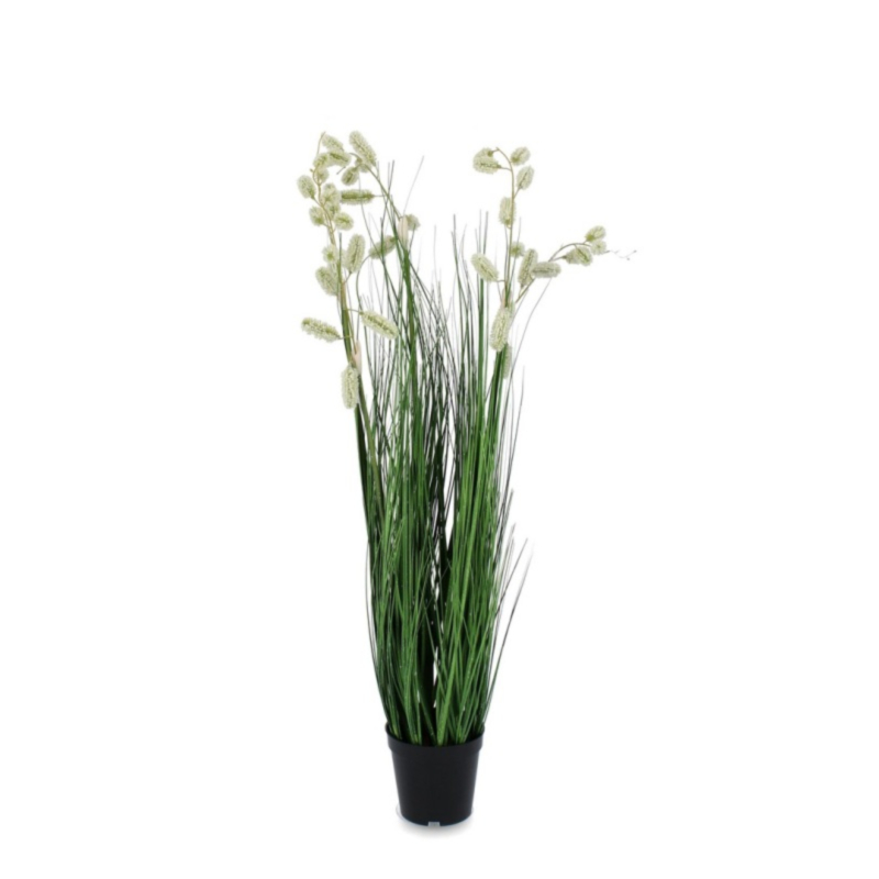 PLANTE GREVILLEA BLANC AC-VASE X5F H100