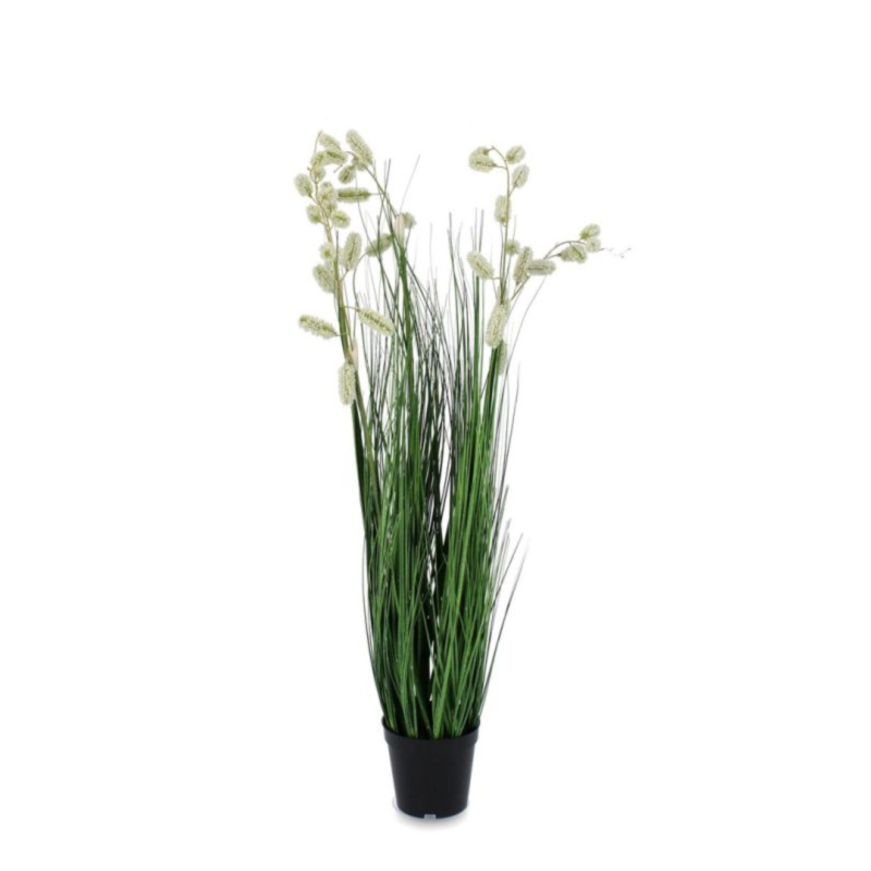 PIANTA GREVILLEA BIANCO C-VASO X5F H100