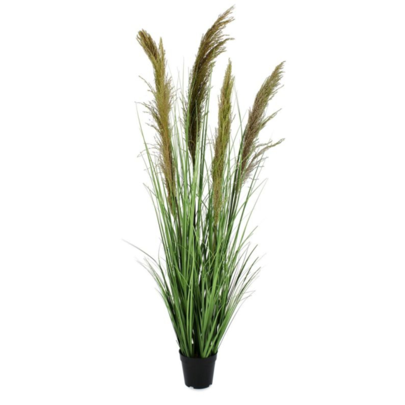 PIANTA CARINE PAMPAS VERD MARR C-VA H145