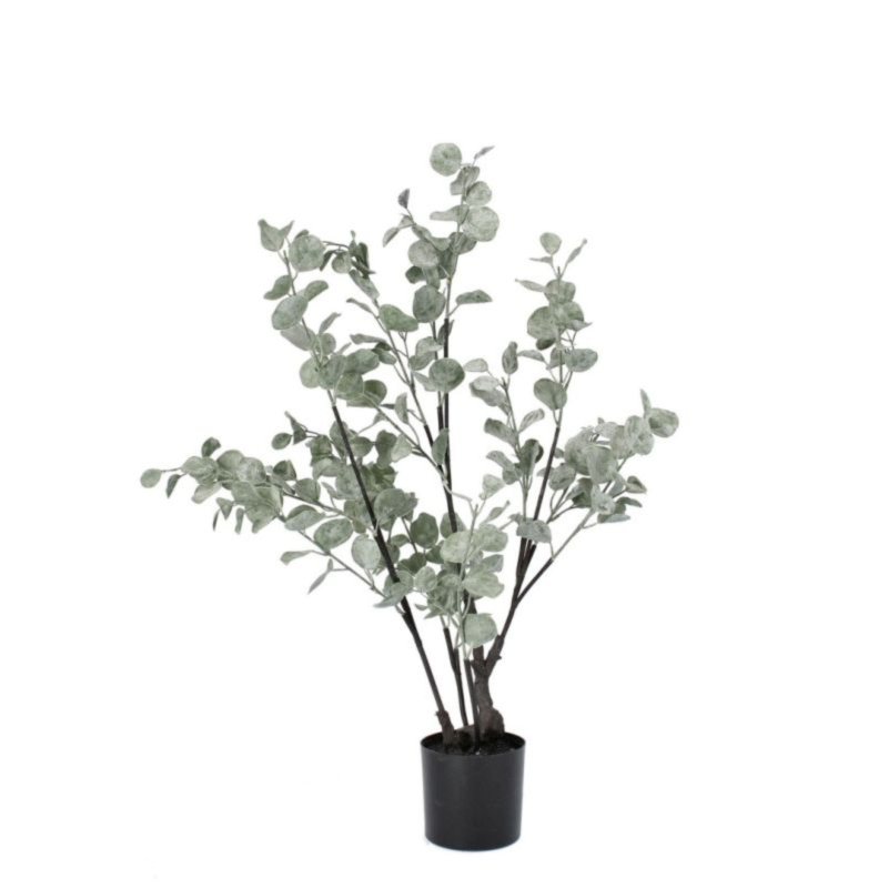 PIANTA EUCALIPTO C-VASO H82
