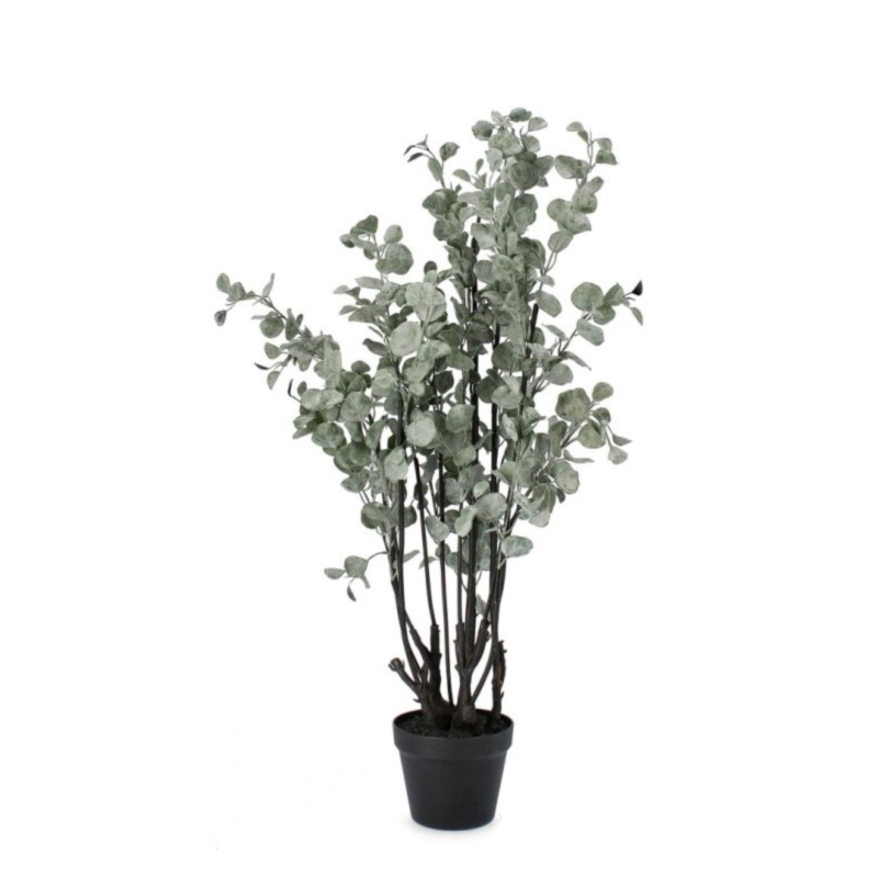 PIANTA EUCALIPTO C-VASO H110