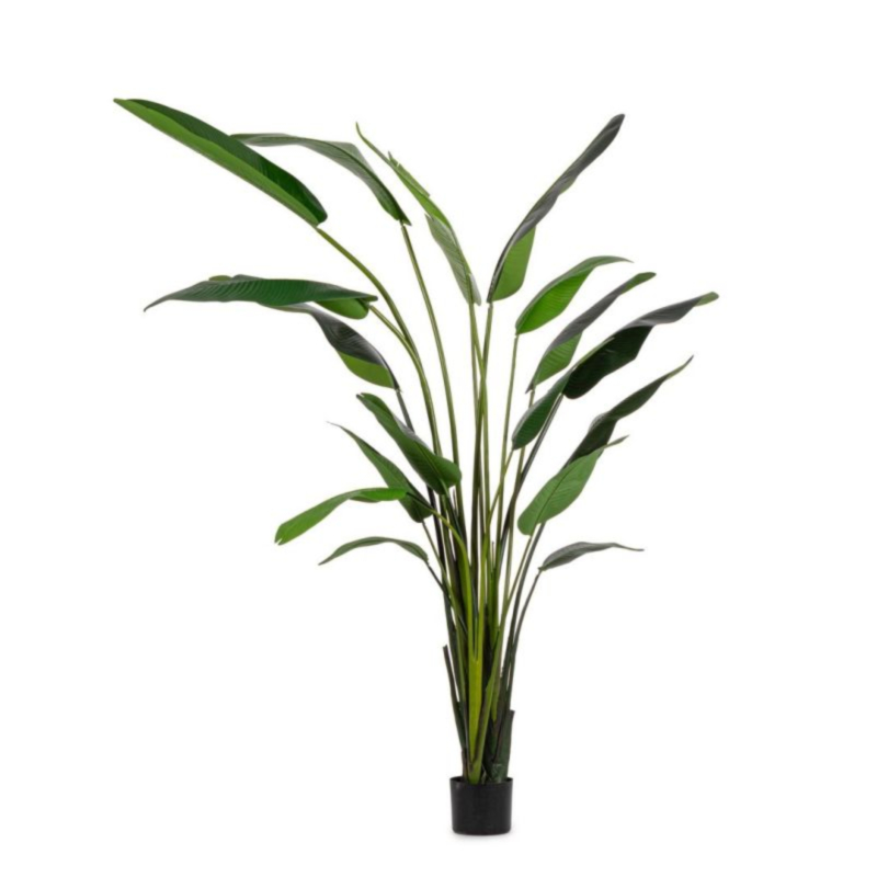 PIANTA STRELITZIA C-VASO 18FOGLIE H310