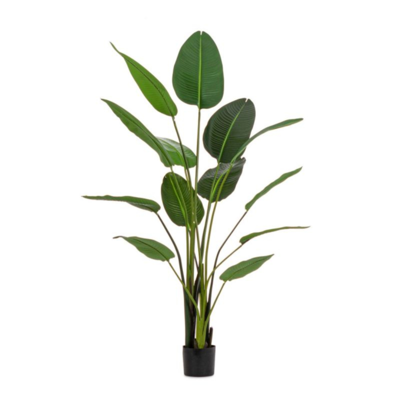 PIANTA STRELITZIA C-VASO 13FOGLIE H185