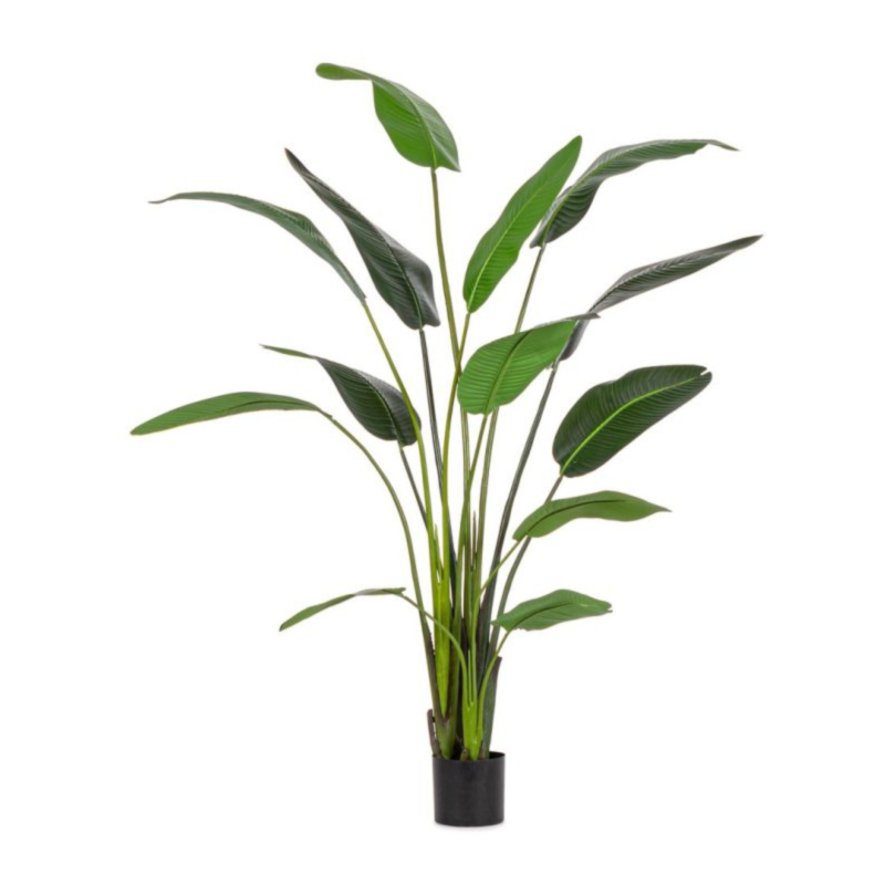 PIANTA STRELITZIA C-VASO 13FOGLIE H235