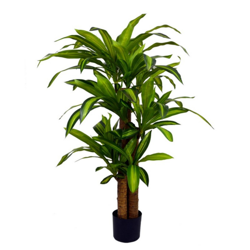DRACEANA PLANT W-VASE H130