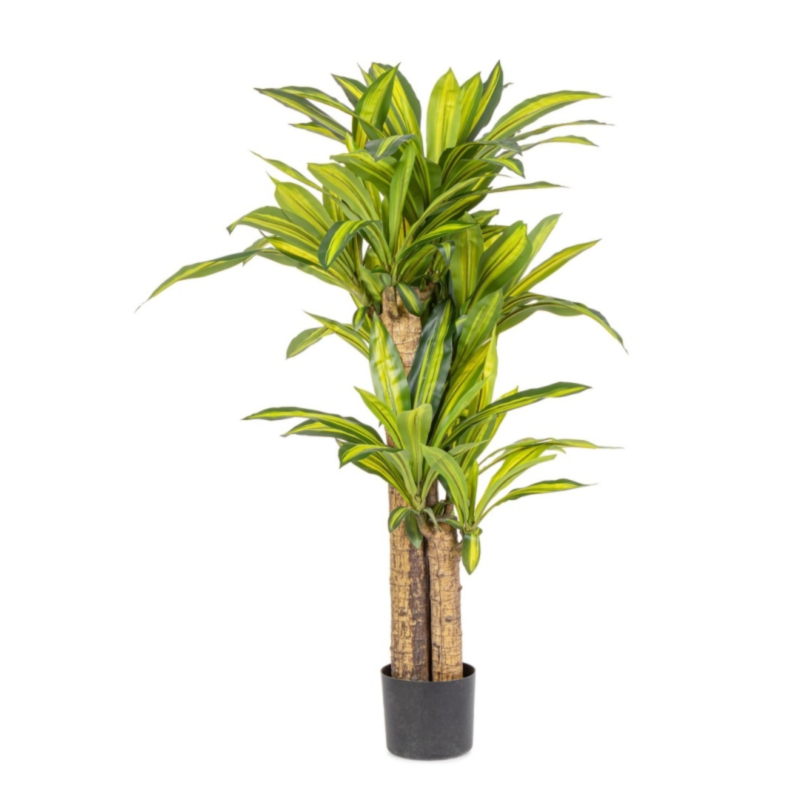 PLANTE DRACAENA AC-VASE H130