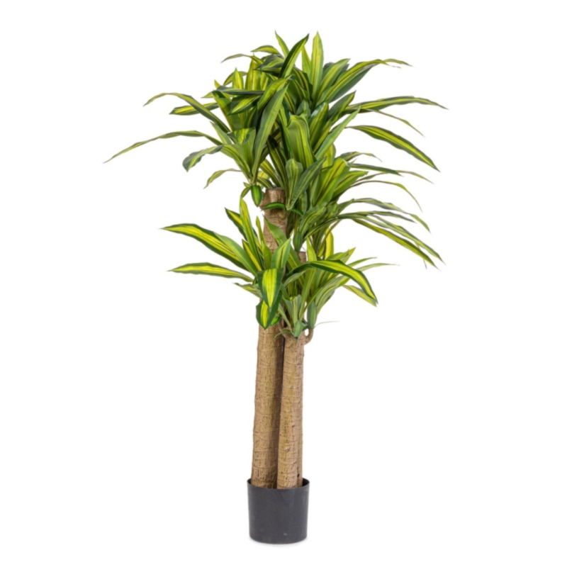 PLANTE DRACAENA AC-VASE H150