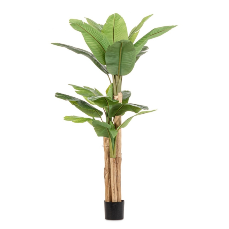 PLANTE BANANIER AC-VASE 20 FEUILLES H200