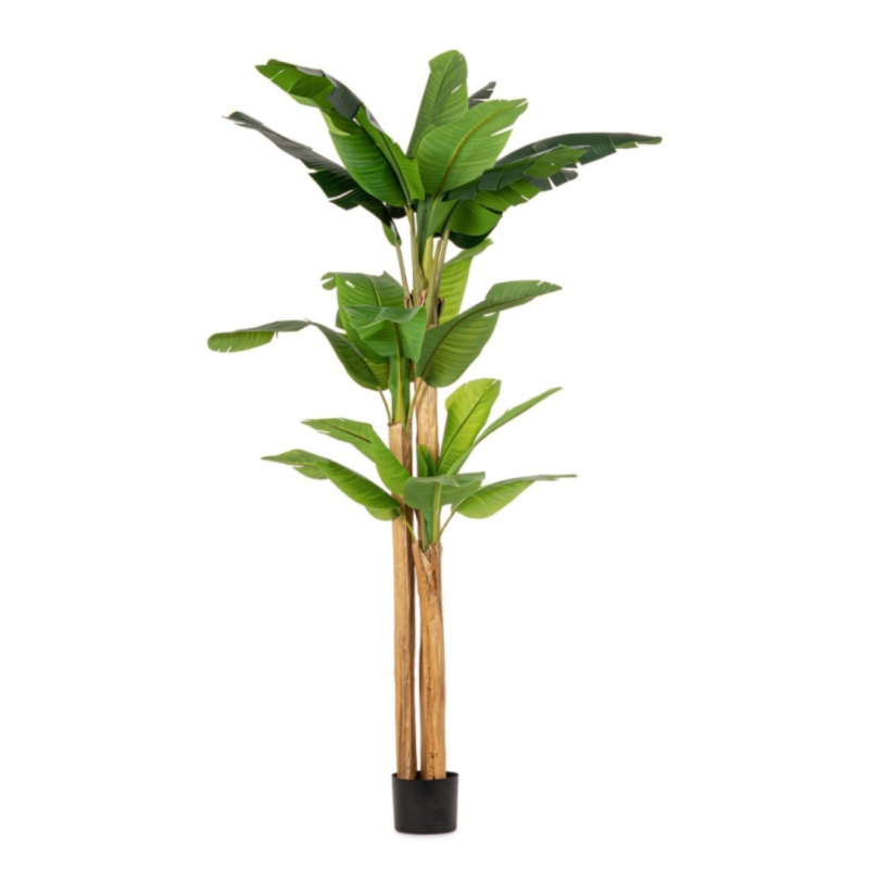 PLANTE BANANIER AC-VASE 24 FEUILLES H280