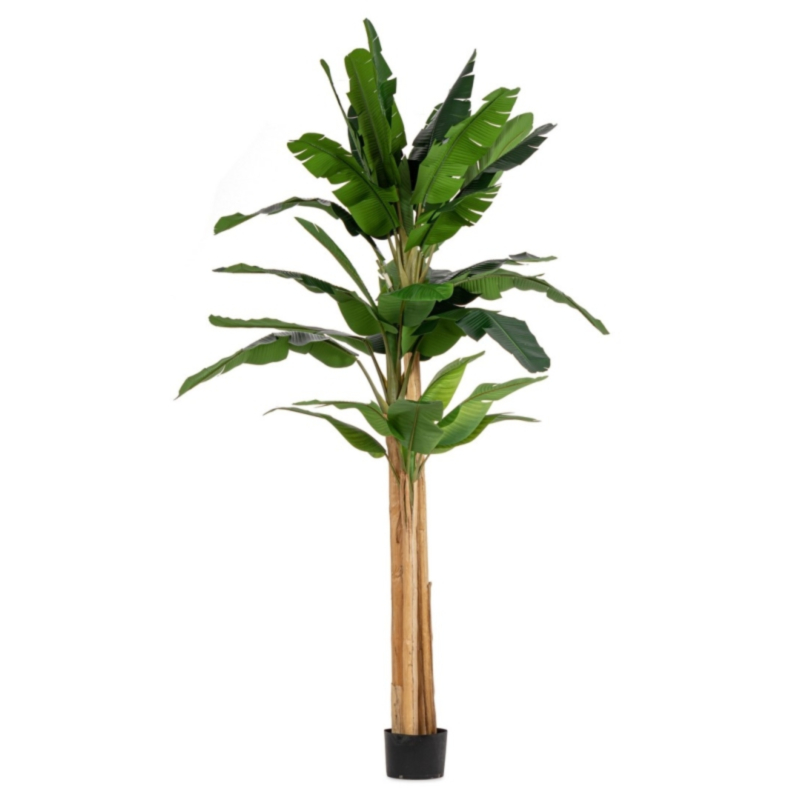 PLANTE BANANIER AC-VASE 24 FEUILLES H320