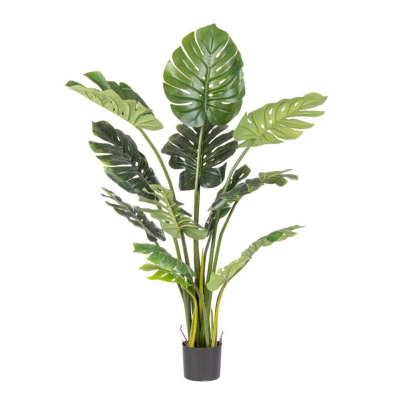 PIANTA FILODENDRO C-VASO 13FOGLIE H150