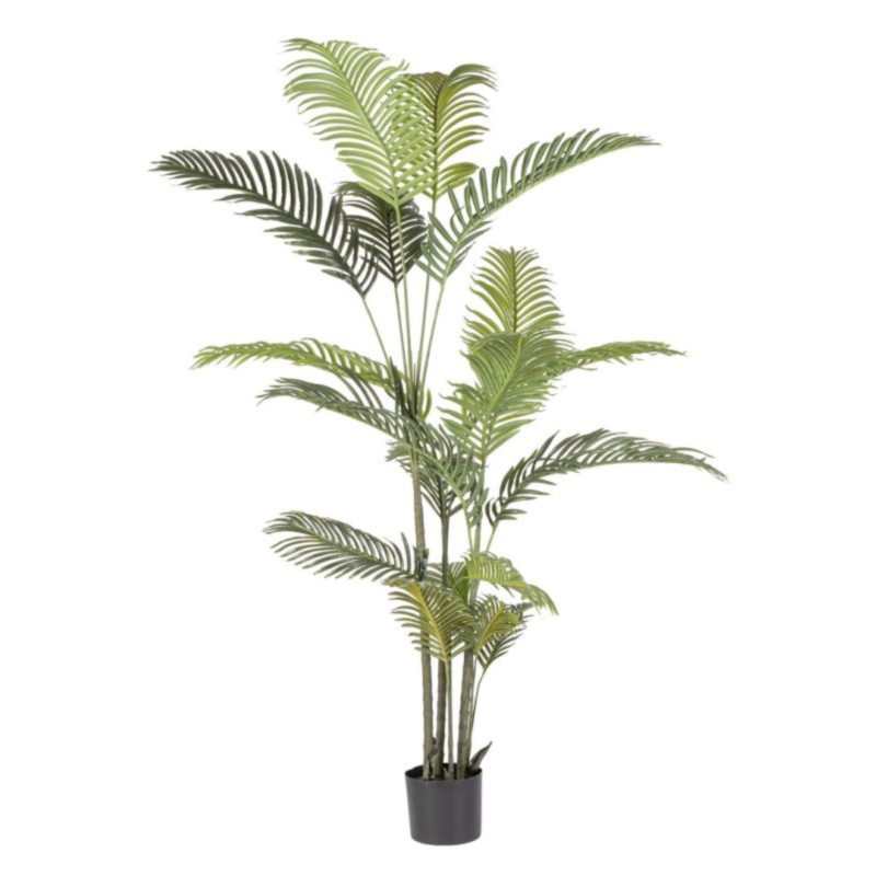 PIANTA KENZIA C-VASO 18FOGLIE H180