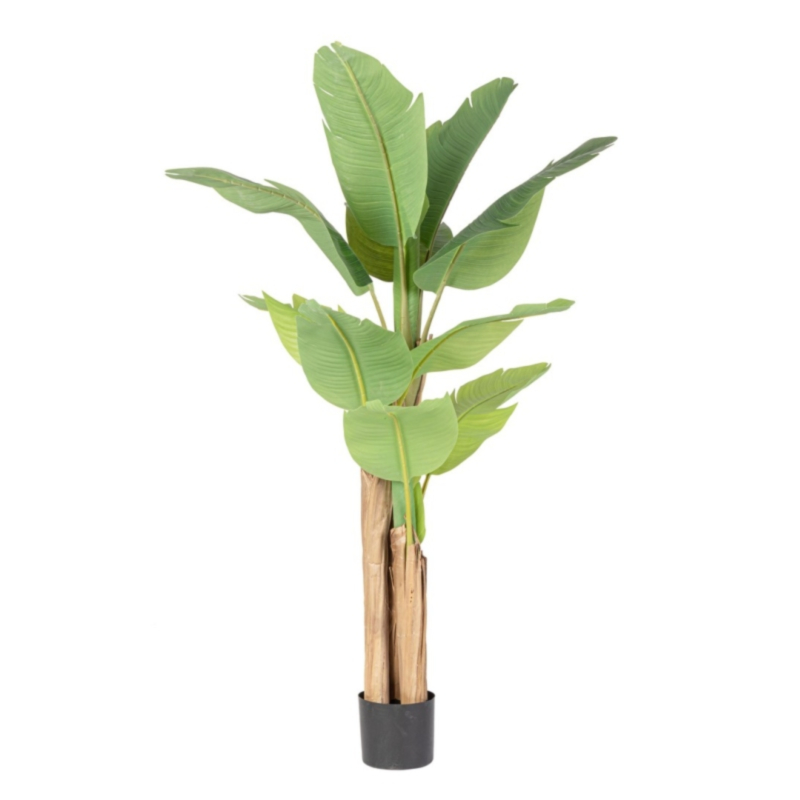 BANANA PLANT W-VASE 13LEAVES H150