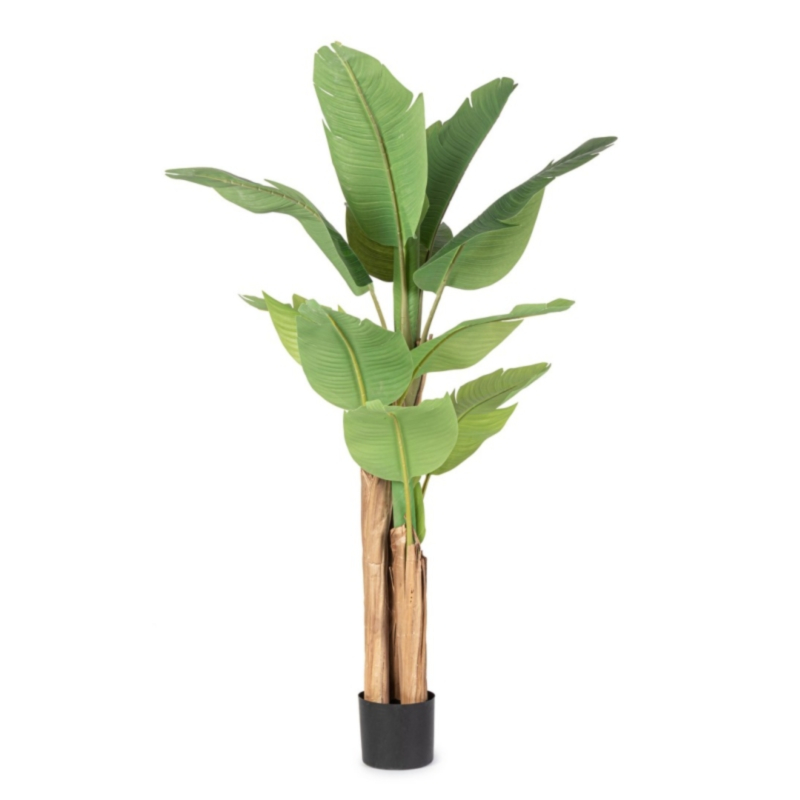 BANANIER AC-VASE 13FEUILLES H150