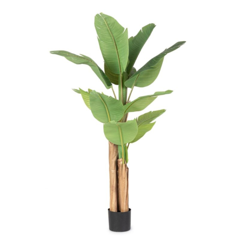 PIANTA BANANO C-VASO 13FOGLIE H150