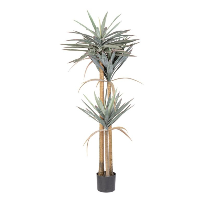 PIANTA YUCCA C-VASO 120FOGLIE H152