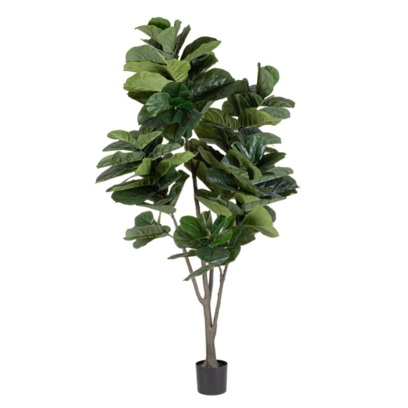 PLANTE FICUS LYRATA AC-VASE 123F. H230