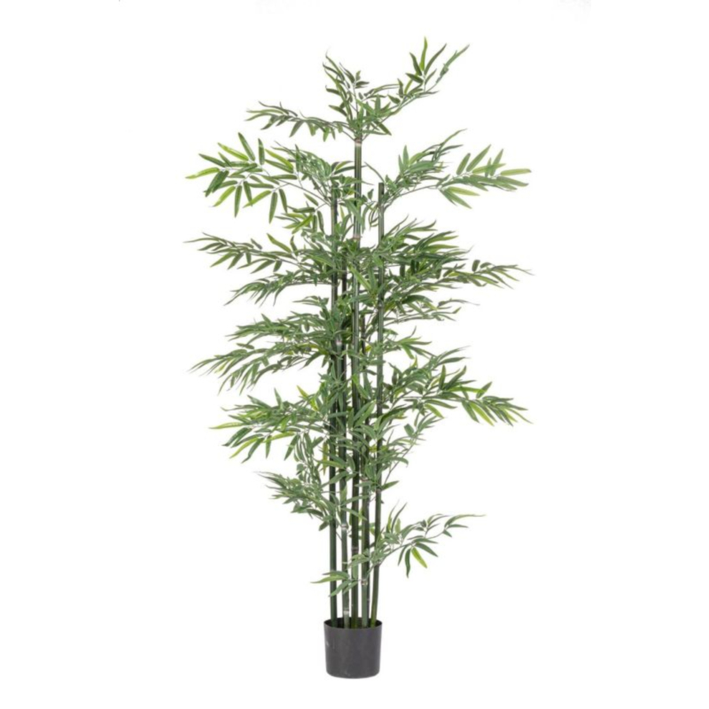 PIANTA BAMBOO C-VASO H190