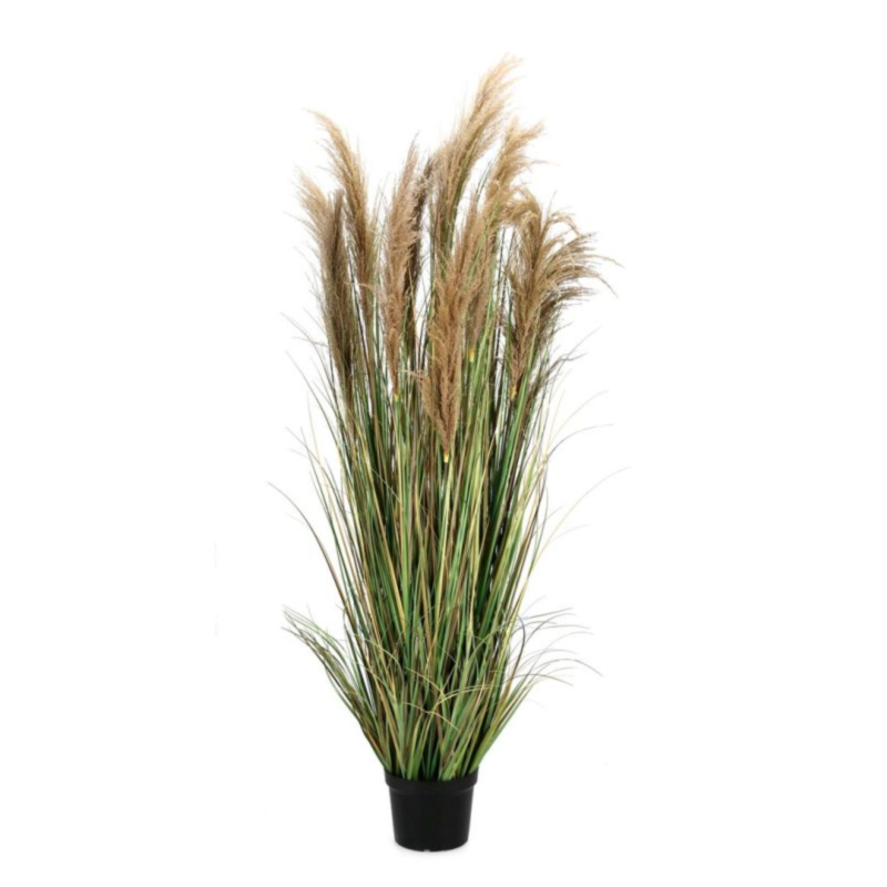 PIANTA AUSTORDERIA PAMPAS C-VASO H180