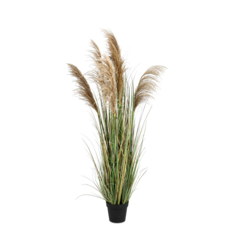 PIANTA AUSTORDERIA PAMPAS C-VASO H170