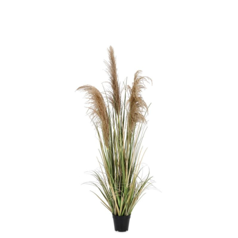 PIANTA AUSTORDERIA PAMPAS C-VASO H145